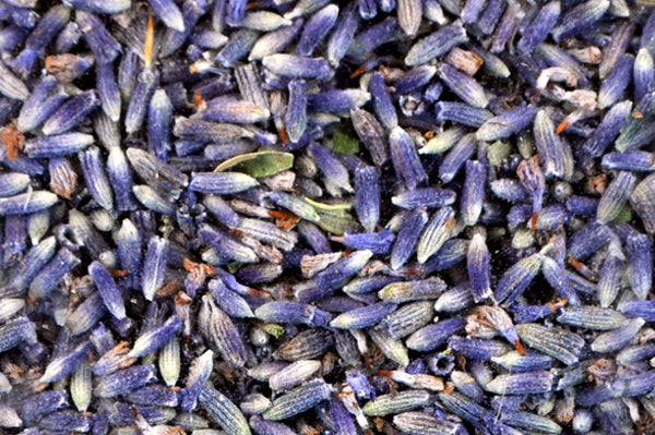 Lavendel getrocknet