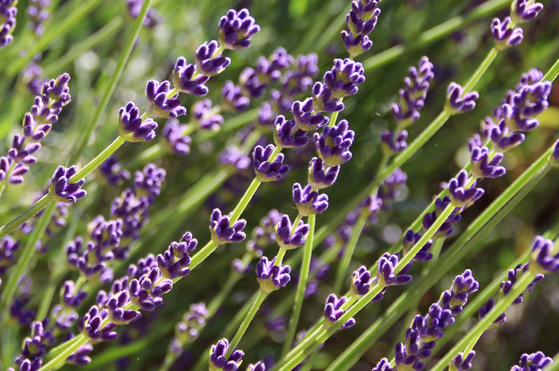 Lavendelblüten am Strauch