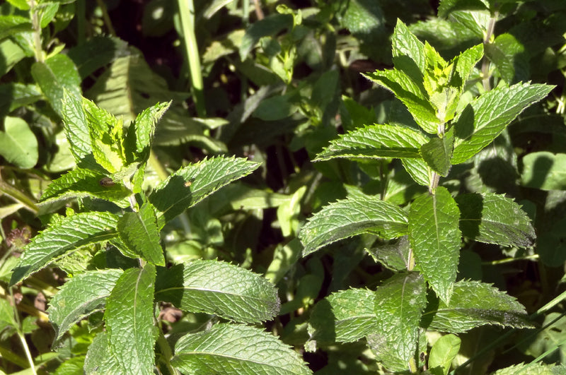 Pfefferminze Blätter frisch