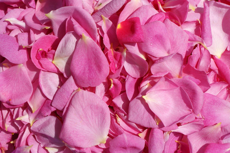 Rose Blätter frisch