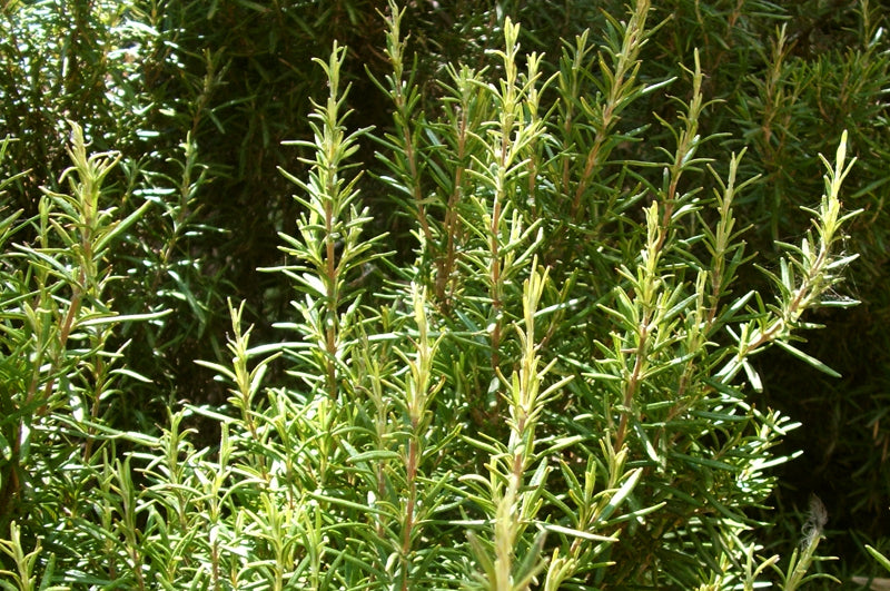 Rosmarin frisch Busch