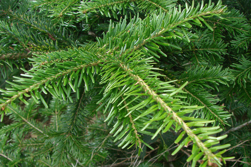 Weißtanne Zweig frisch