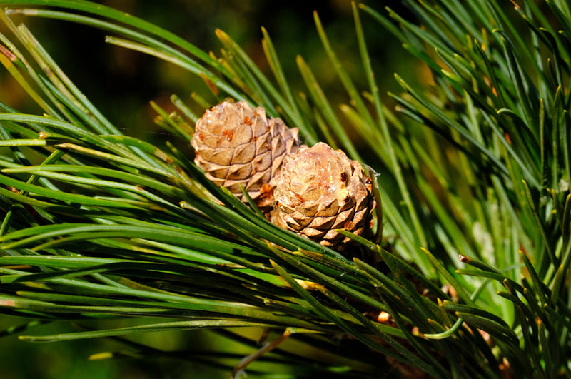 Zirbelkiefer Zweig Zapfen