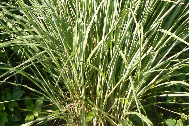 Lemongrass Strauch